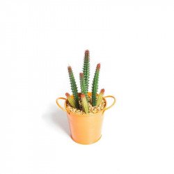 Plantes succulentes dans pot métal orange