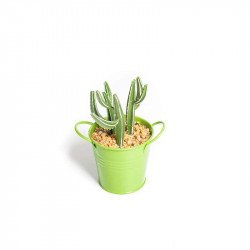 Plantes succulentes dans pot métal orange