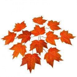 Feuilles d'automne orangées (x12)