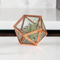 Mini terrarium géométrique porte alliance cuivré