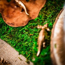 Chemin de table végétal en mousse naturelle texture