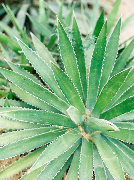 mariage-original-désert-cactus